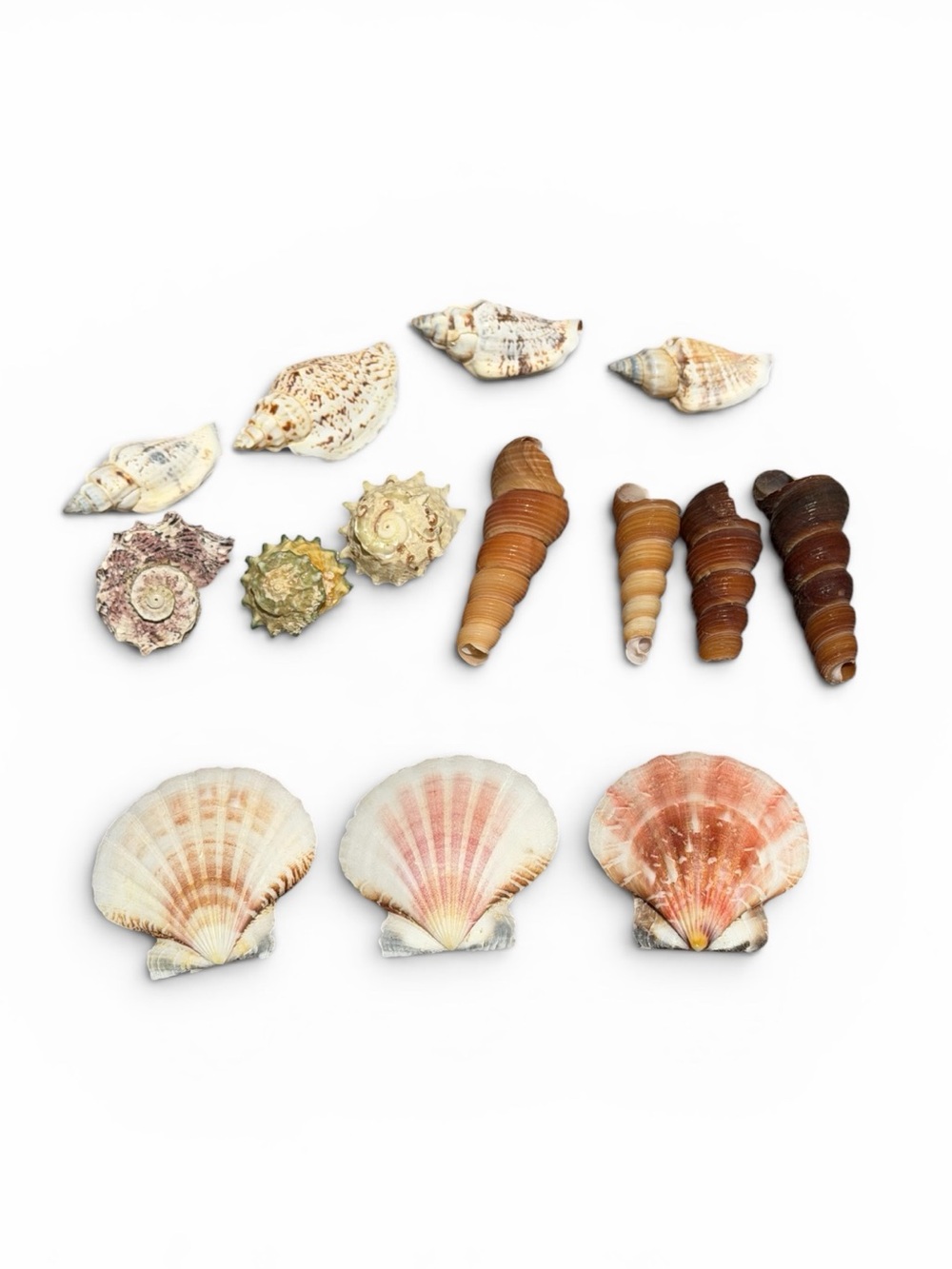 Natural Mixed Seashell Lot 14 Scallop Auger Whelk Beach Coastal Craft Decor